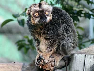 動物図鑑・ブラウンキツネザル